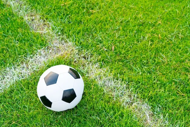 NBL直播体育 体育盛况